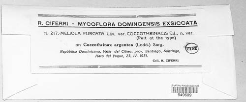 Meliola furcata image